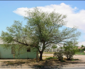 Screwbean mesquite, Tornillo – Prosopis pubescens – West Texas Urban ...